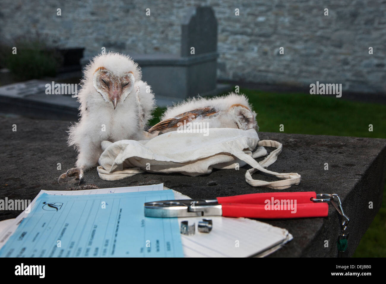 Barn owl (Tyto alba) owlets / chicks ready to be ringed and bird ringer's notebook, pair of pincers and metal rings at cemetery Stock Photo