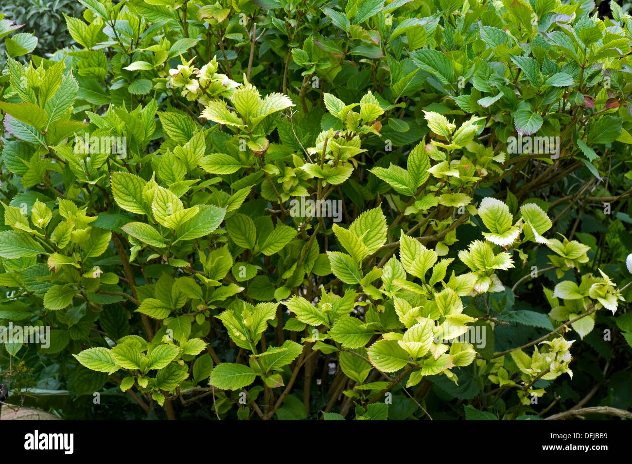 Lime induced iron and nitrogen deficiency causing chlorosis of the leaves of a Hydrangea macrophylla garden shrub Stock Photo