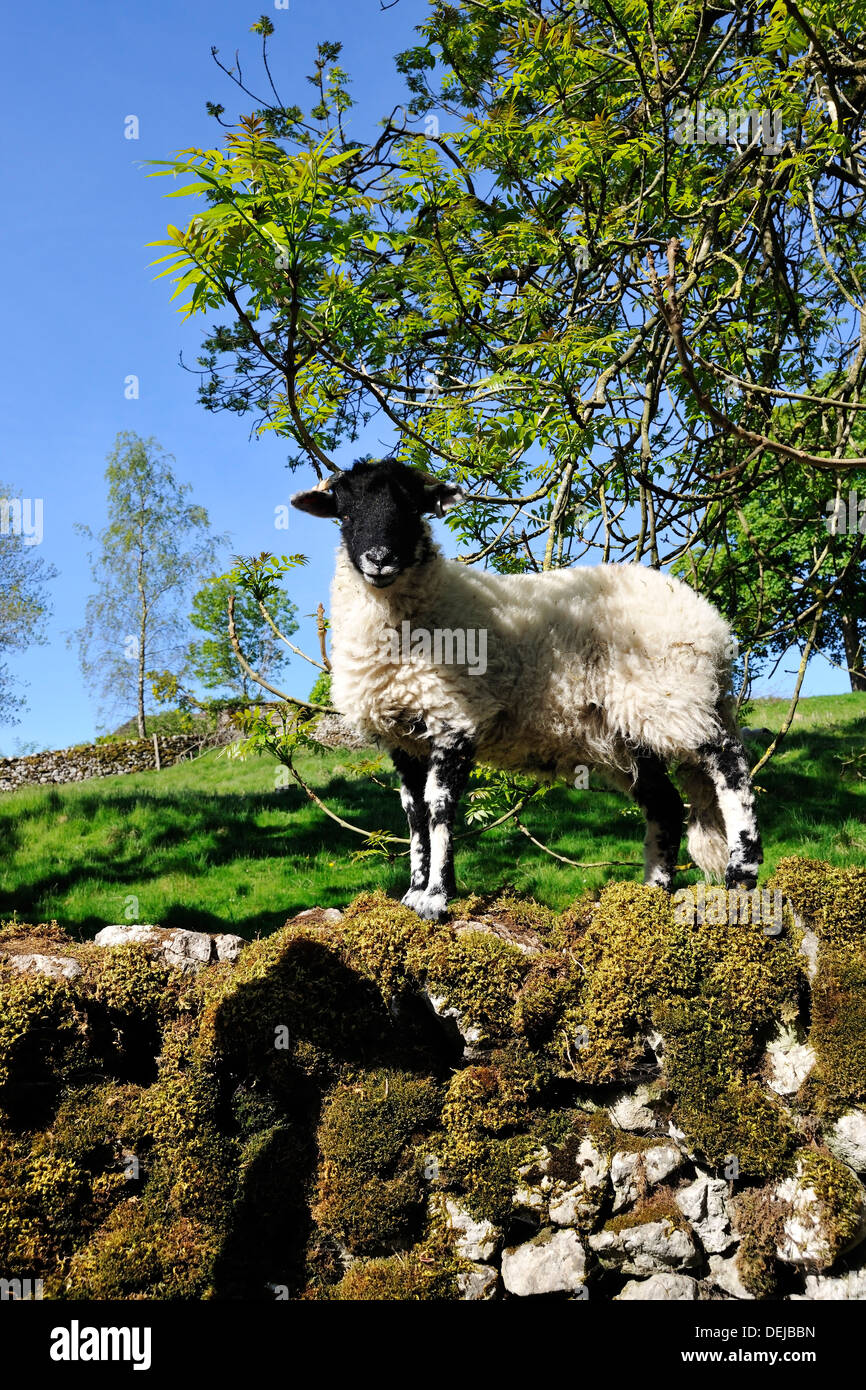 Swaledale lamb watching for danger, after eating leaves from the Ash tree, Malhamdale, Yorkshire Dales National Park, England Stock Photo