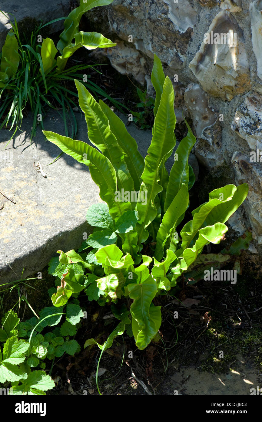 Hart's-tongue fern, Asplenium scolopendrium, growing with other plants between stone garden steps Stock Photo