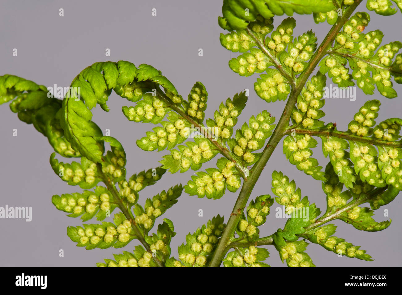 Sori developing on the underside of the frond or blade of a male fern, Dryopteris filix-mas, Stock Photo