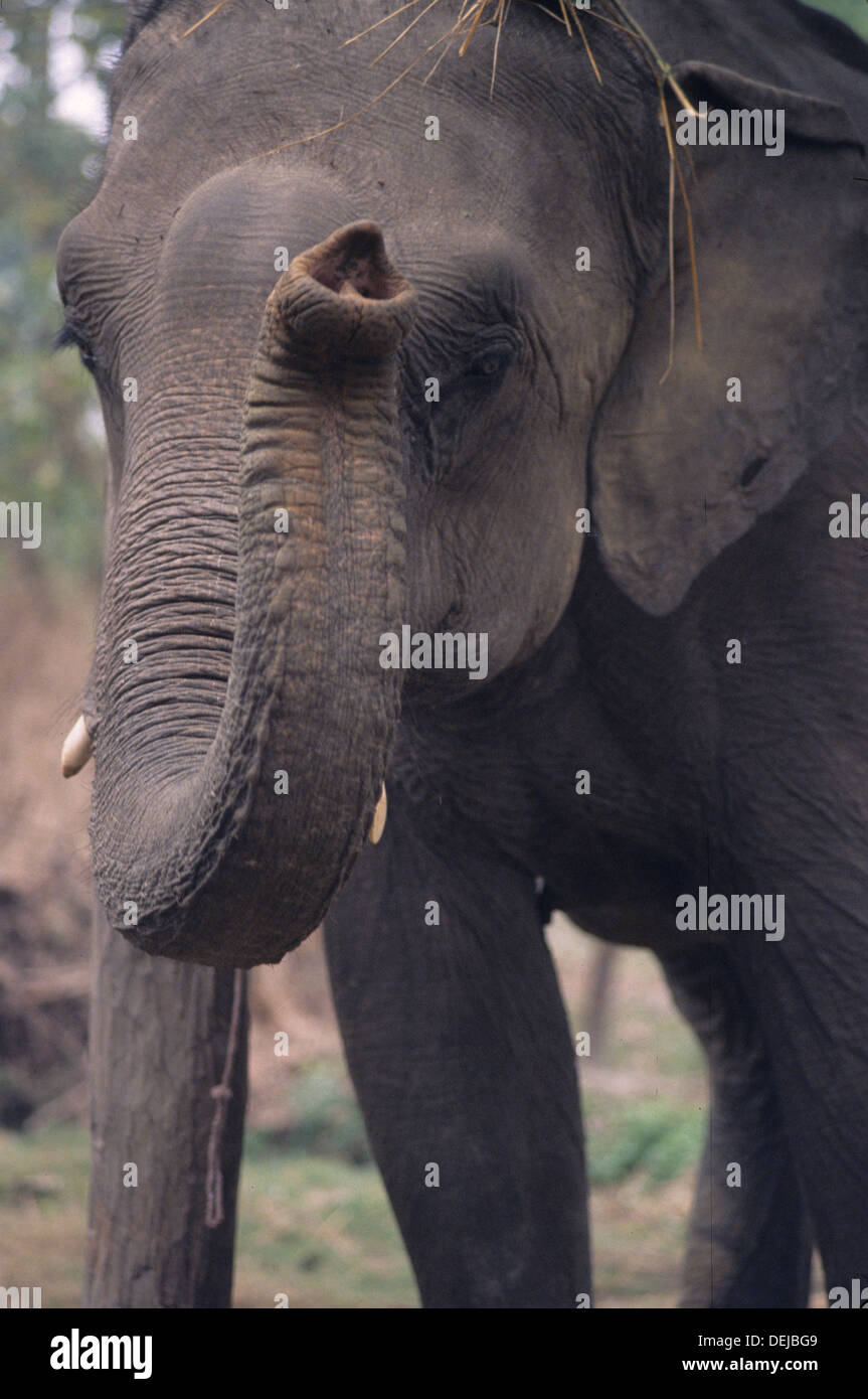 elephant, nepal, jungle, wildlife, asia Stock Photo Alamy