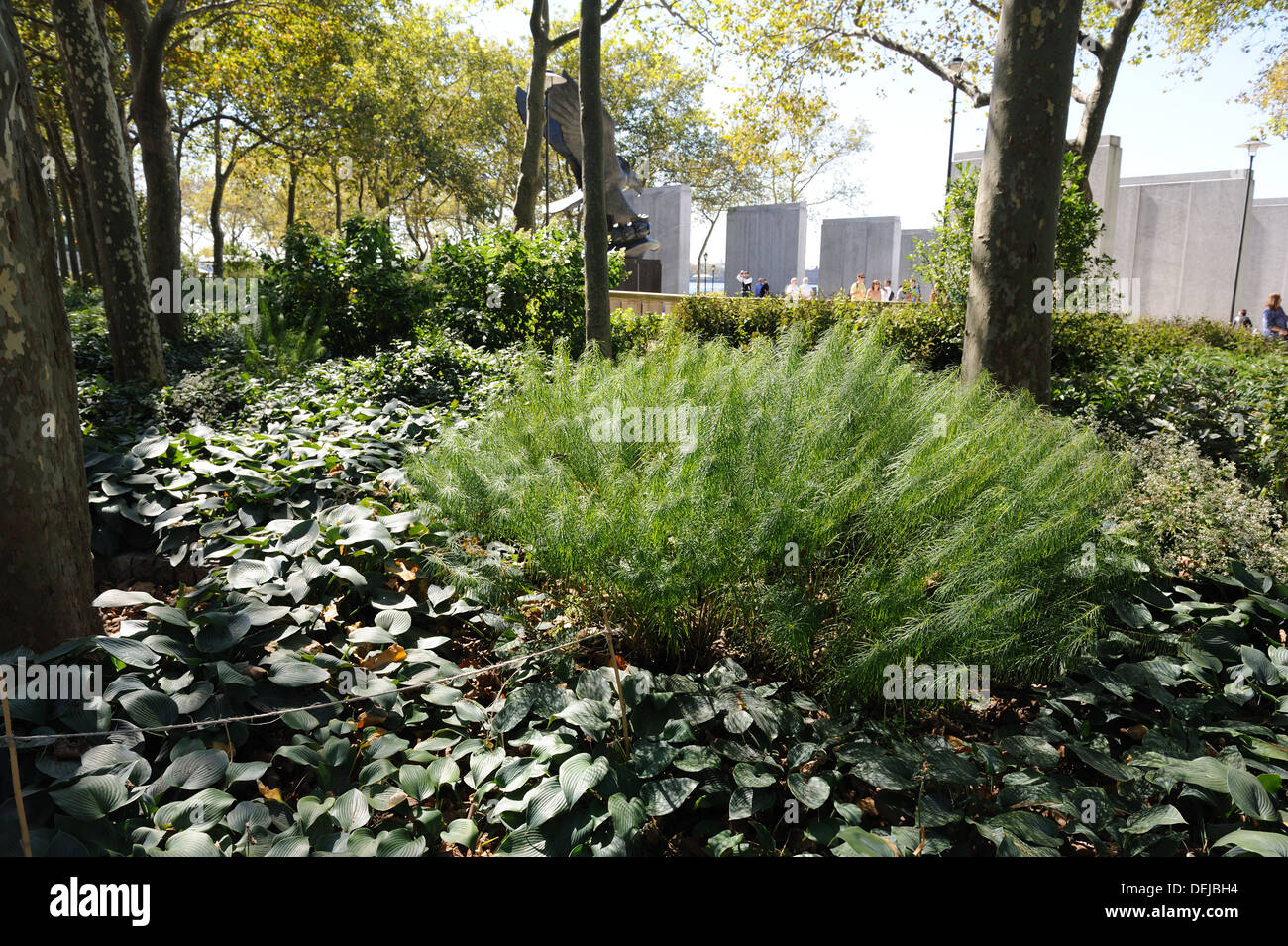 Dutch horticulturist Piet Oudolf landscaped Battery Park with Amsonia hubrichtii ('Arkansas blue star') and Hosta 'Blue angel'. Stock Photo