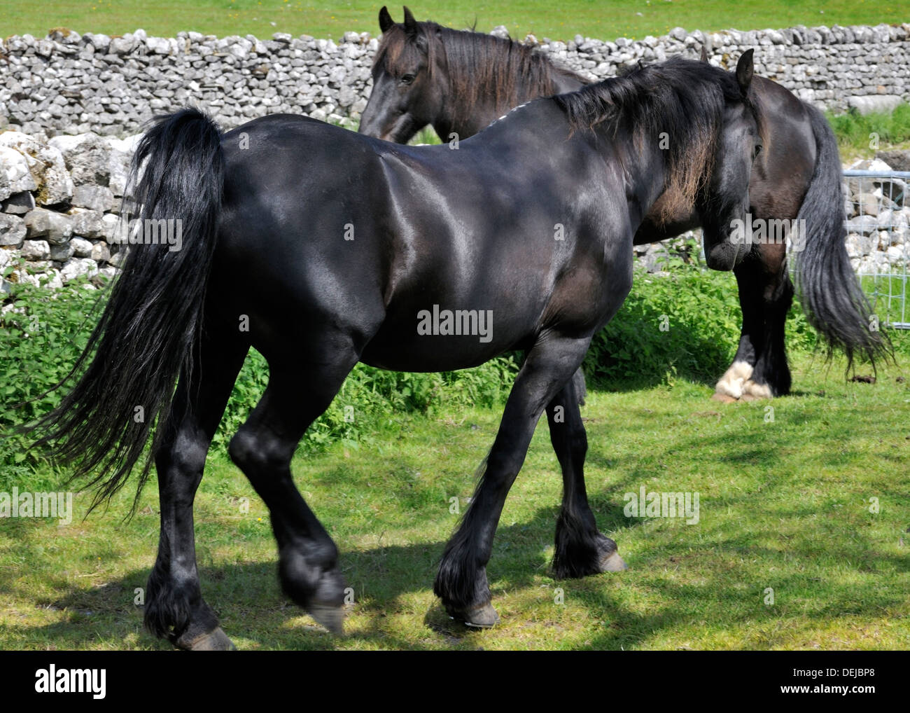 Two  attractive black horses corralled by a drystone wall, Yorkshire Dales National Park, England Stock Photo