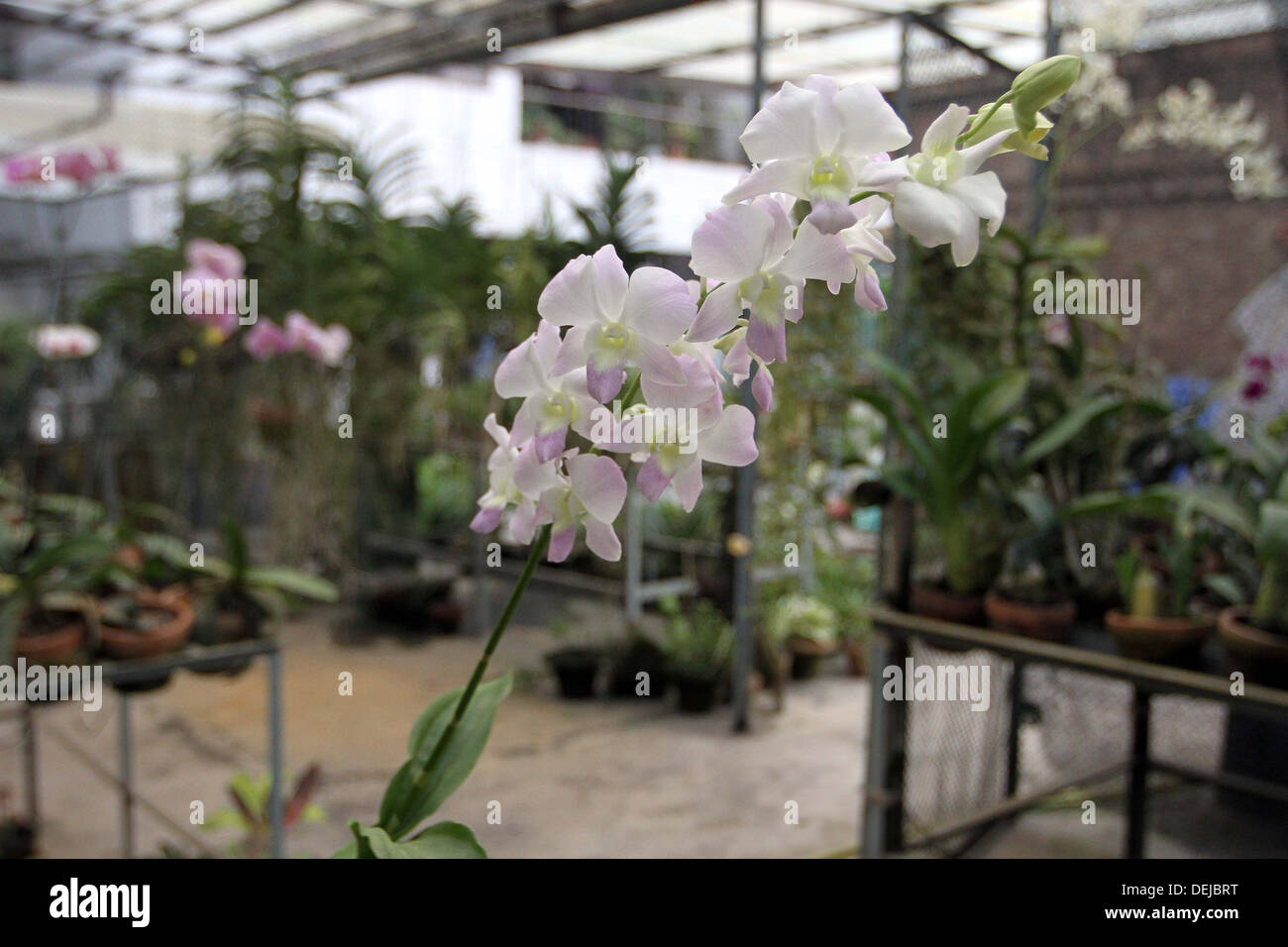 Beautiful orchid flower in garden on Gulshan area in dhaka Bangladesh, orchid, orchid flower Stock Photo