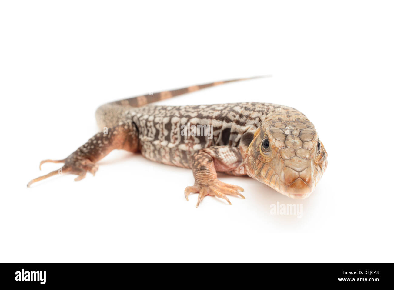 Closeup of red tegu isolated in front of a white background. Stock Photo