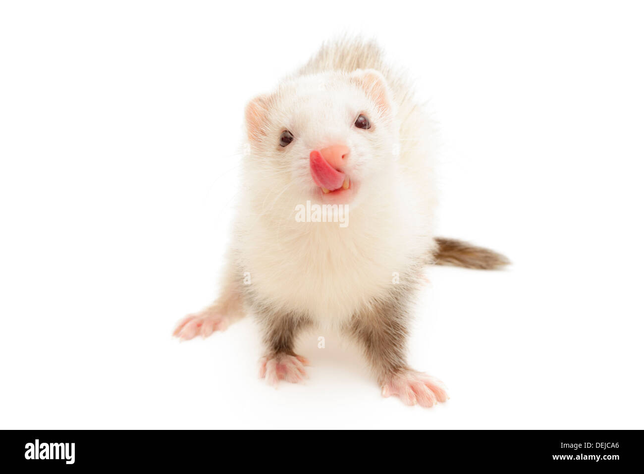White ferret Cut Out Stock Images & Pictures Alamy