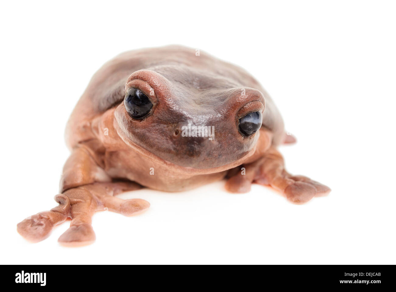 Closeup of a white's tree frog isolated in front of a white background. Stock Photo