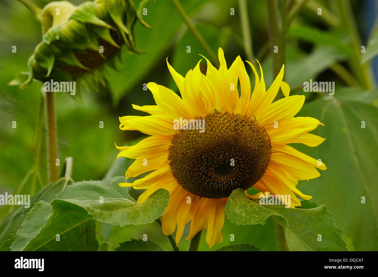 Sunflower plant blooming in late summer-Victoria, British Columbia, Canada. Stock Photo