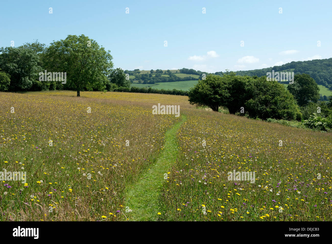 Wild flower meadow at Goren Farm near Stockland in Devon on a fine summer day Stock Photo