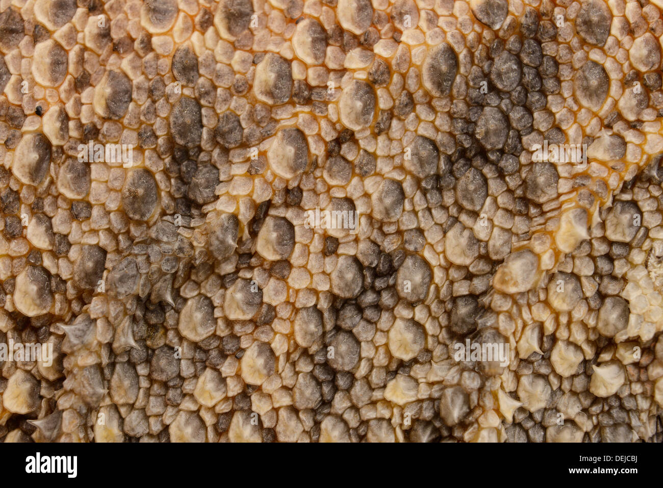 High resolution closeup of bearded dragon skin. Stock Photo