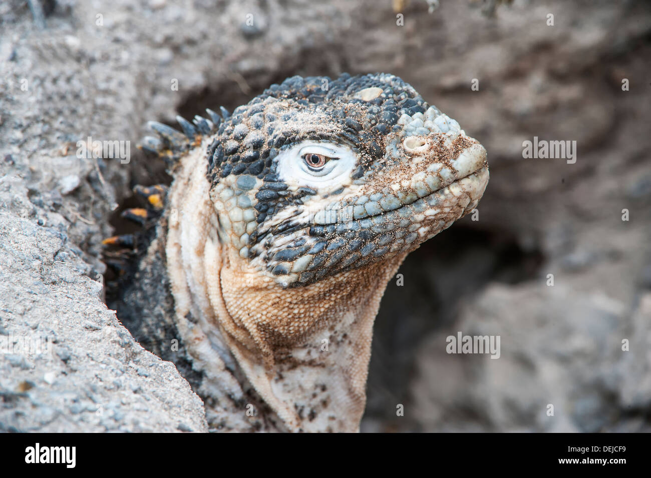 Galapagos Land Iguana (Conolophus subcristatus), South Plaza Island, Galapagos, Ecuador Stock Photo