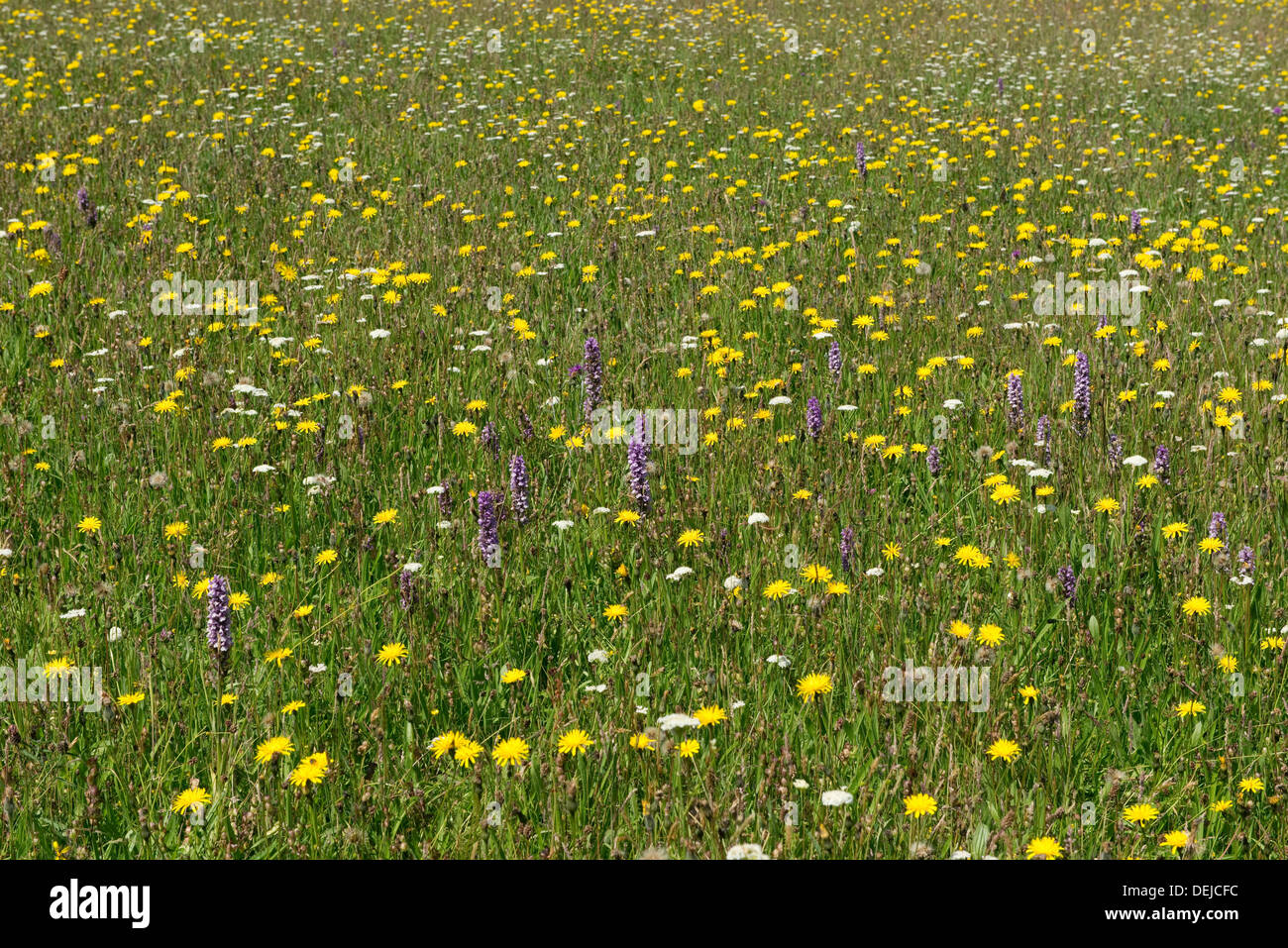 A wild flower meadow with flowering hawkweed and southern marsh orchids, Dactylorhiza praetamissa, at Goren Farm Stock Photo