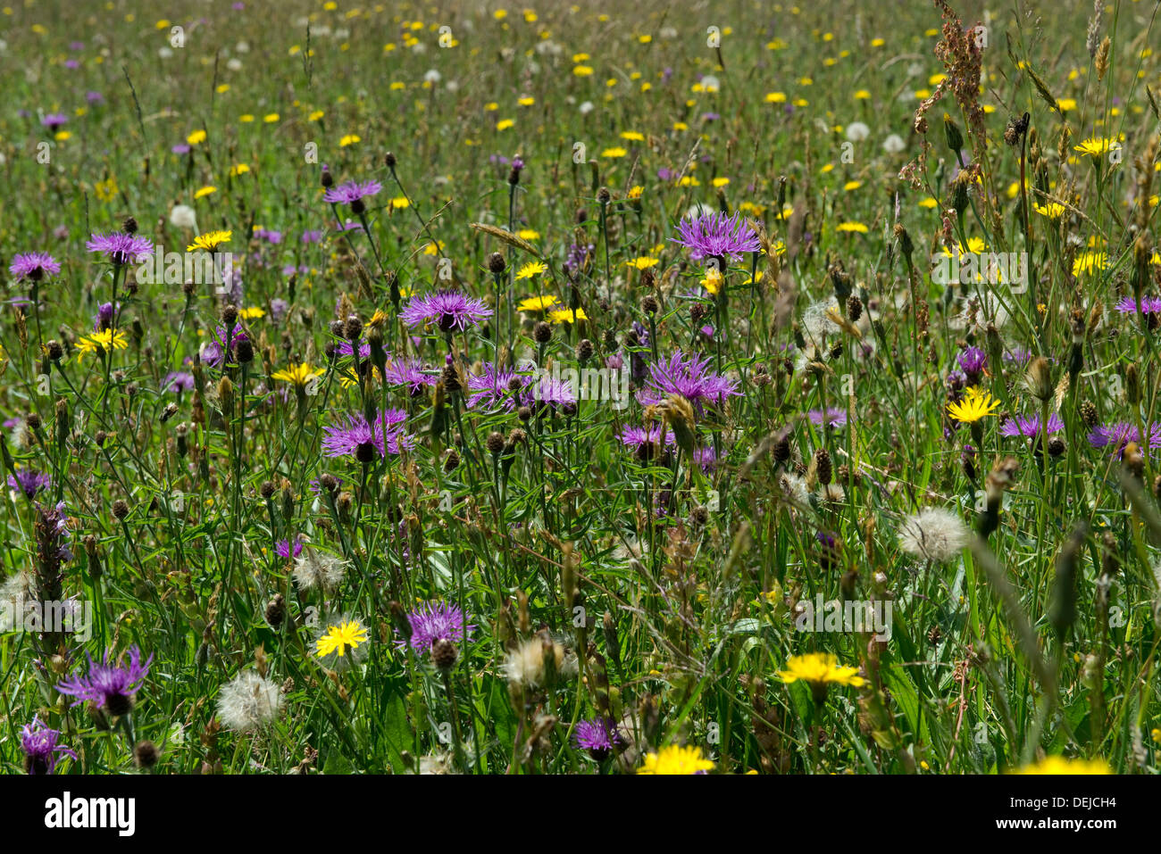 Greater knapweed, Centaurea scabiosa, flowering with other plants in a flower meadow Stock Photo