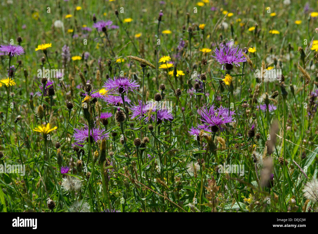 Greater knapweed, Centaurea scabiosa, flowering with other plants in a flower meadow Stock Photo