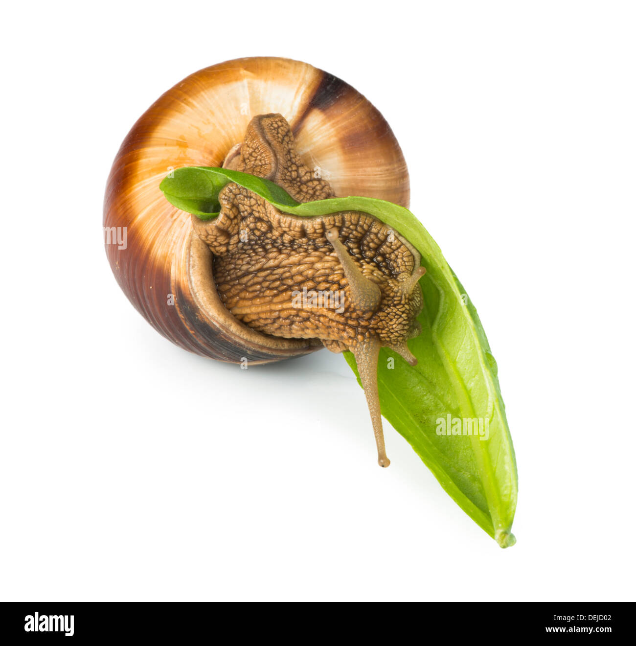 Snail and green leaf. White isolated studio shot. Stock Photo