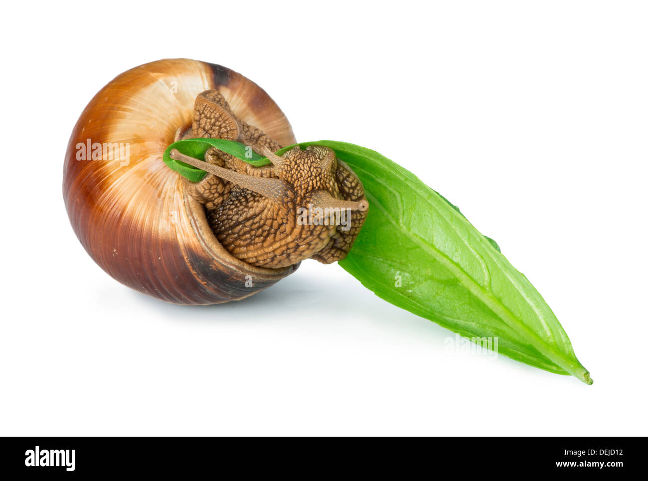 Snail and green leaf. White isolated studio shot. Stock Photo