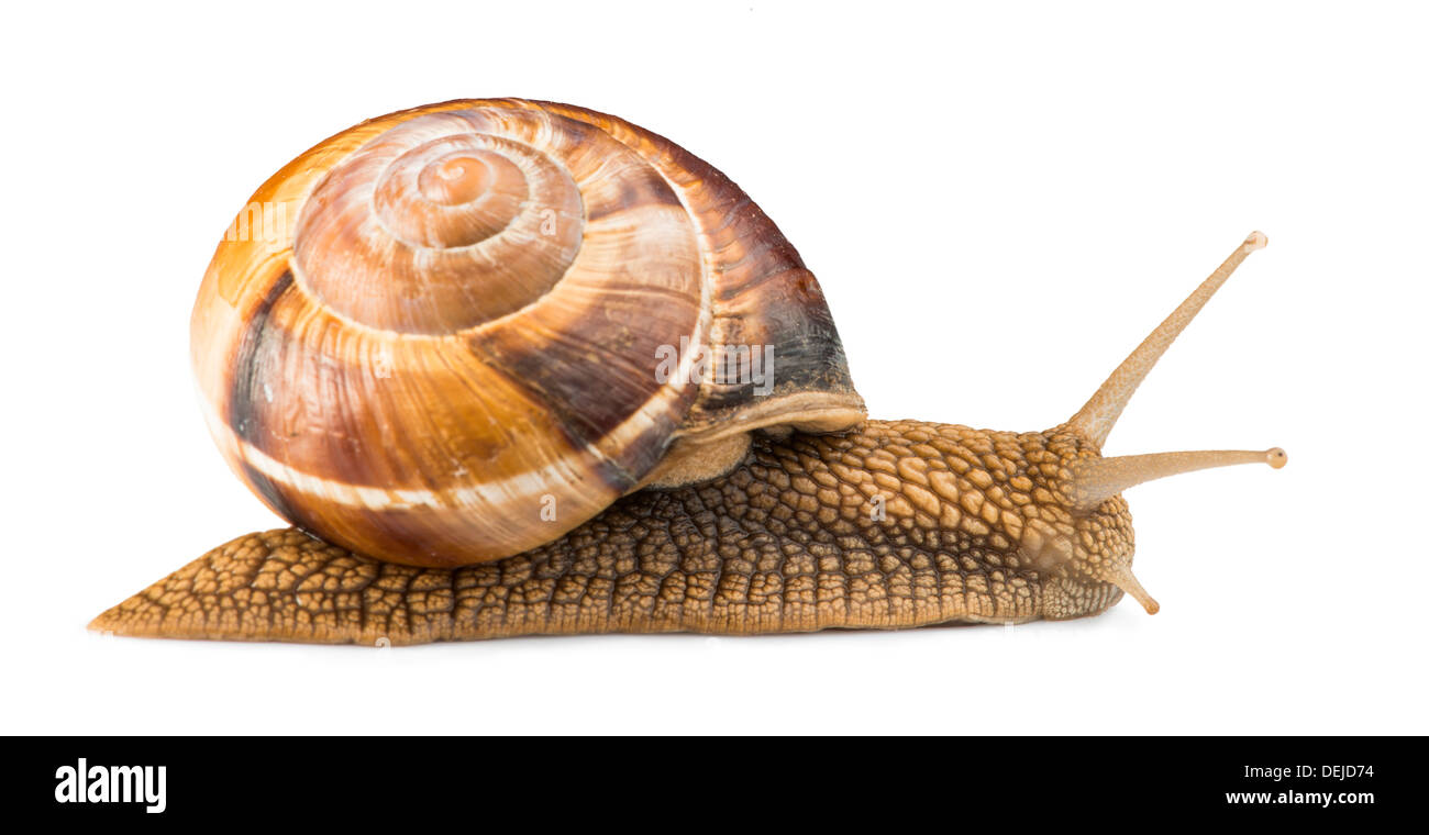White isolated snail. Studio shot Stock Photo - Alamy
