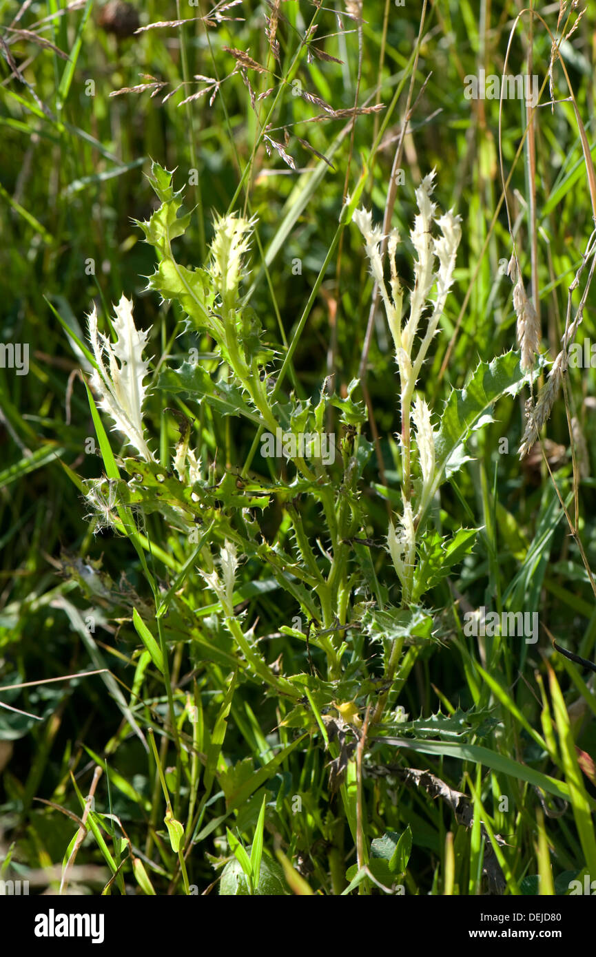 Creeping thistle, Cirsium arvense, leaves bleached by Phoma macrostoma with potential use as a bioherbicide Stock Photo