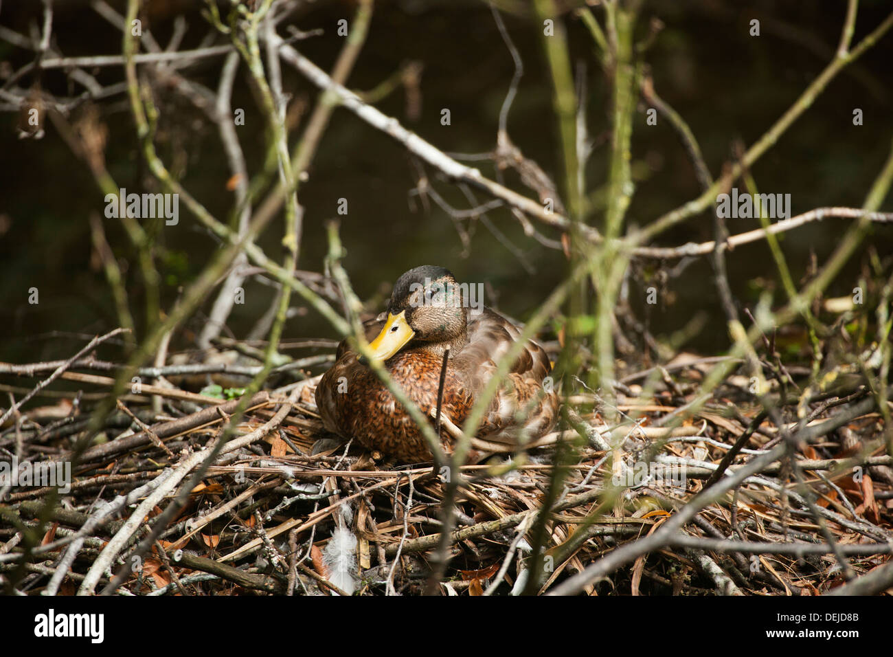Mallard duck Stock Photo