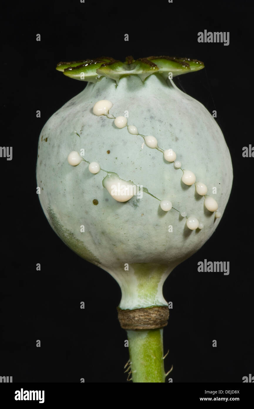 An opium poppy, Papaver  somniferum, seedpod cut to release latex drops Stock Photo
