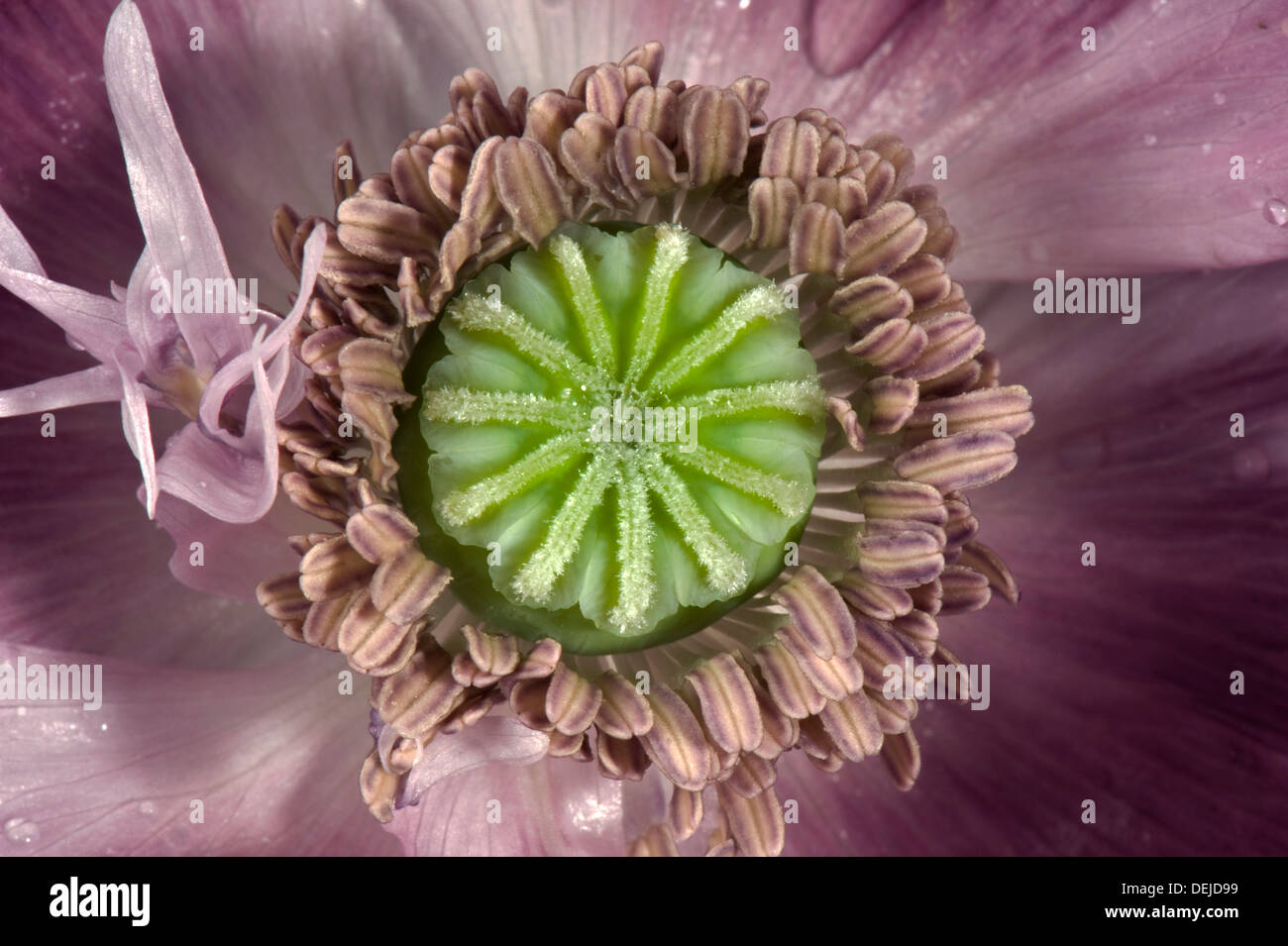 Flower of an opium poppy, Papaver somniferum, an annual garden ornamental Stock Photo
