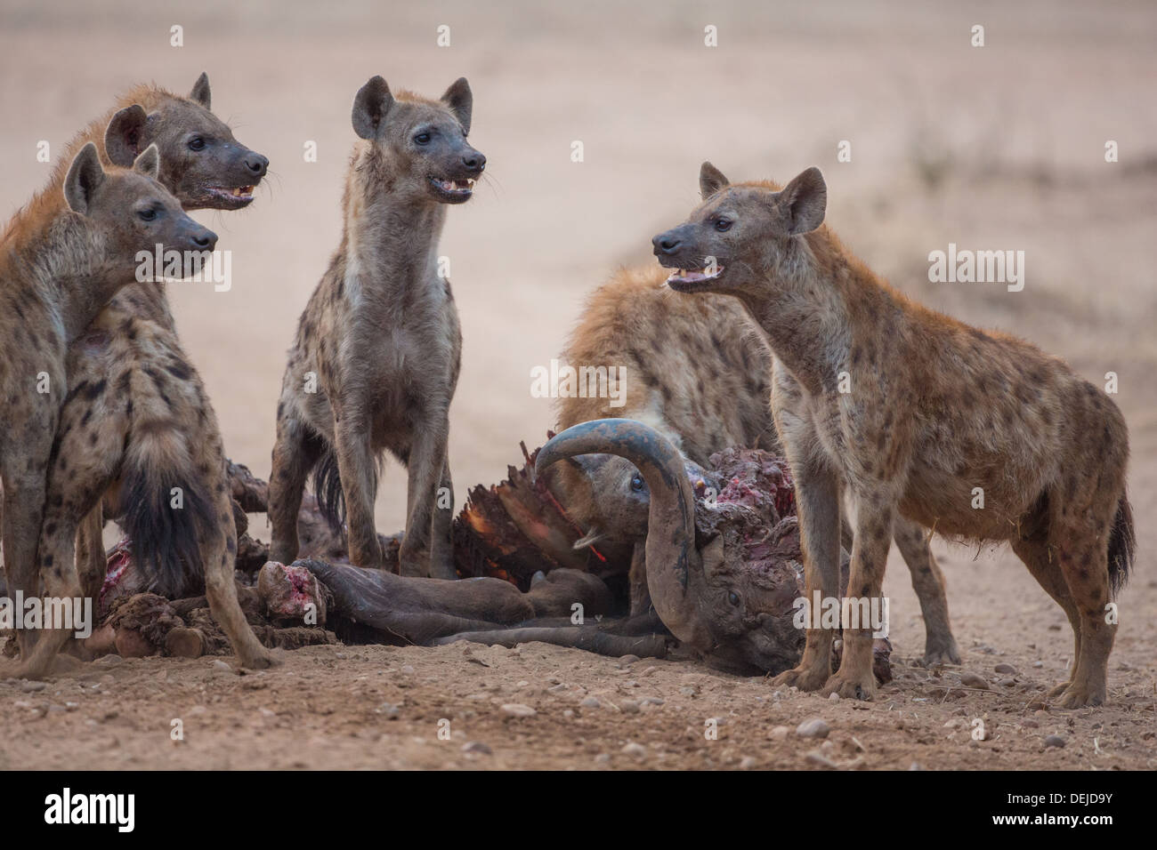 Spotted hyenas on buffalo kill Stock Photo