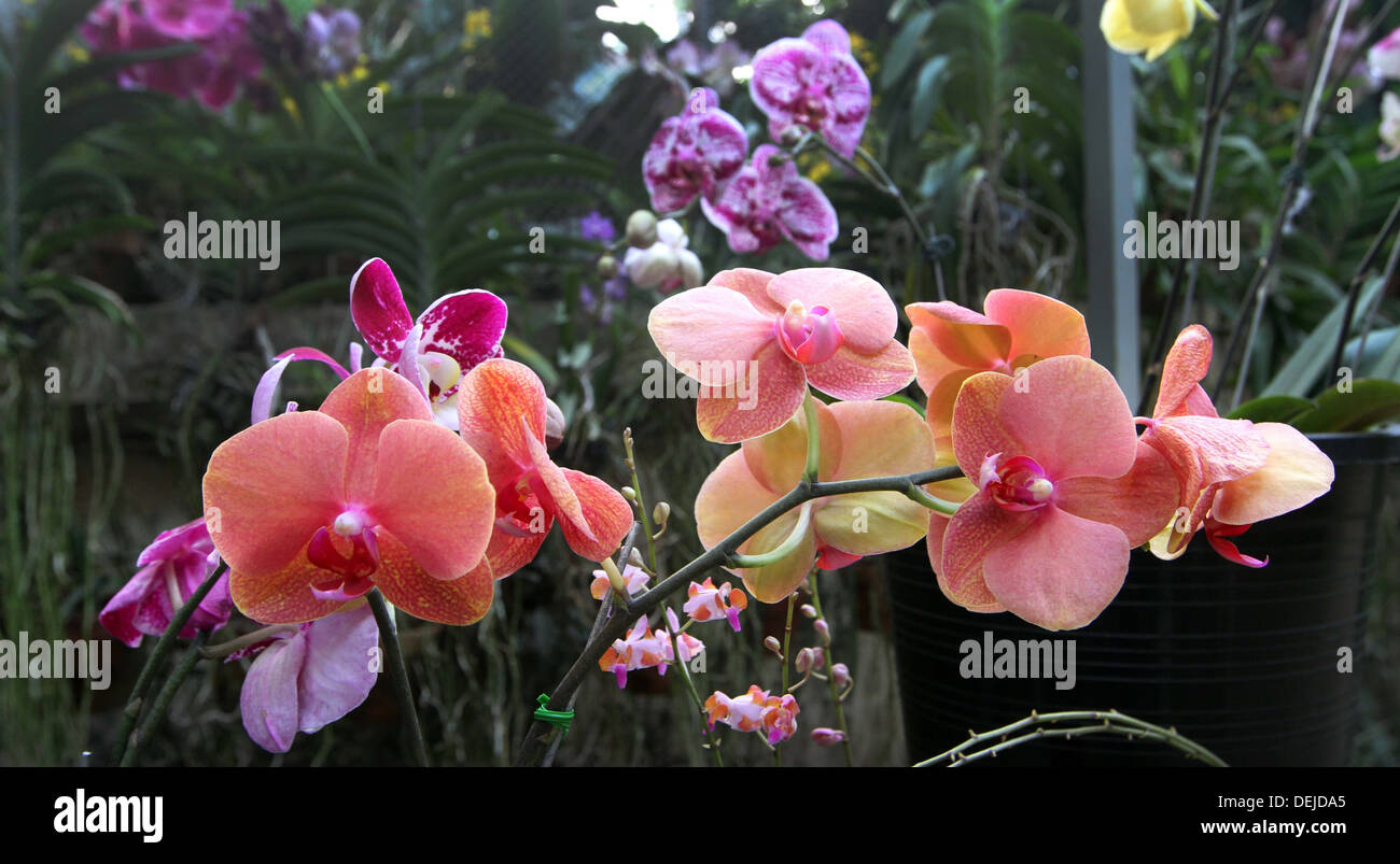 Beautiful orchid flower in garden on Gulshan area in dhaka Bangladesh, orchid, orchid flower Stock Photo