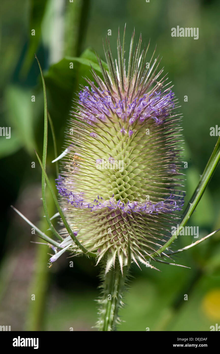 Teasel, Dipsacus fullonum, flowers Stock Photo