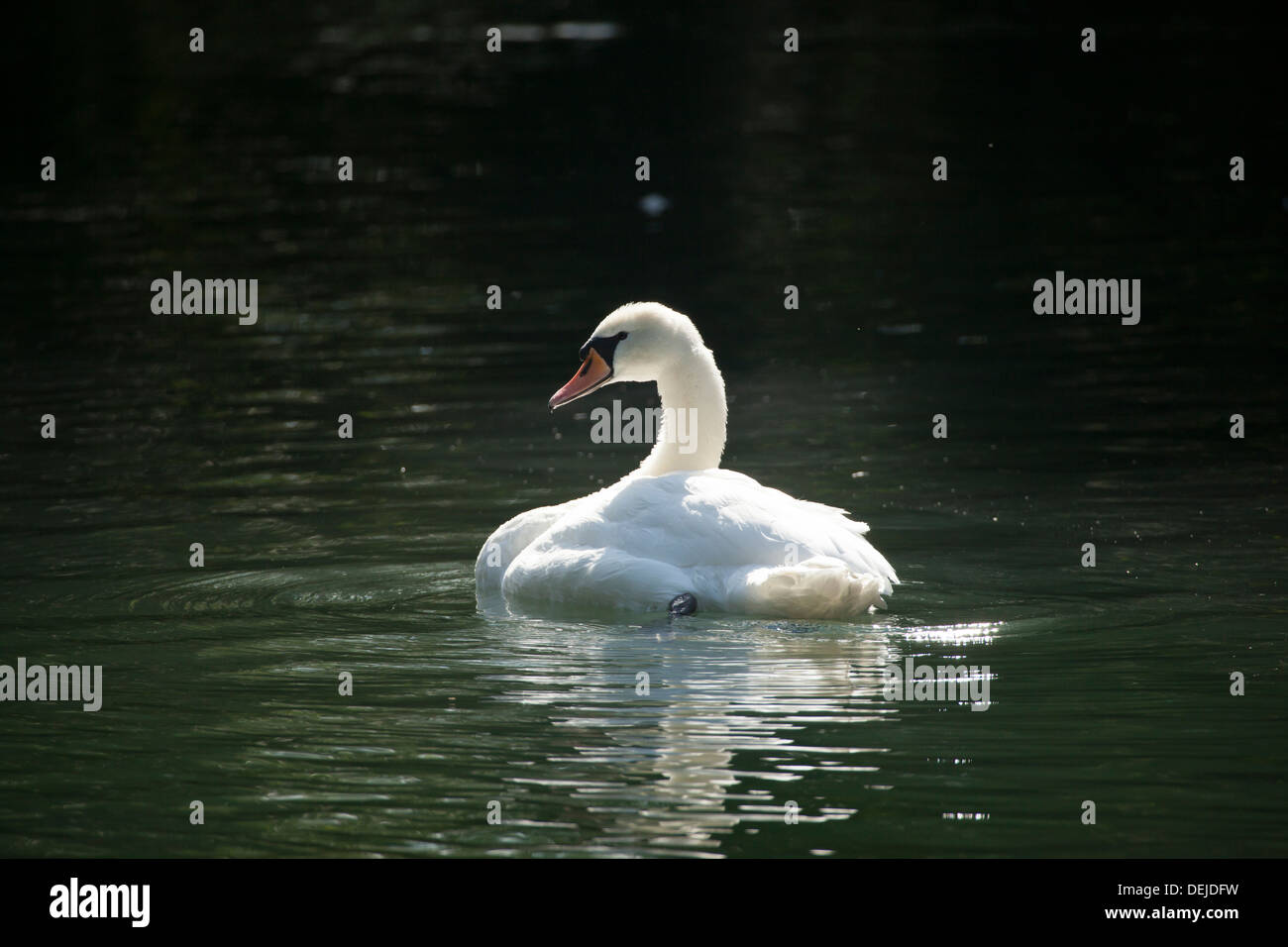 Mute swan swimming Stock Photo
