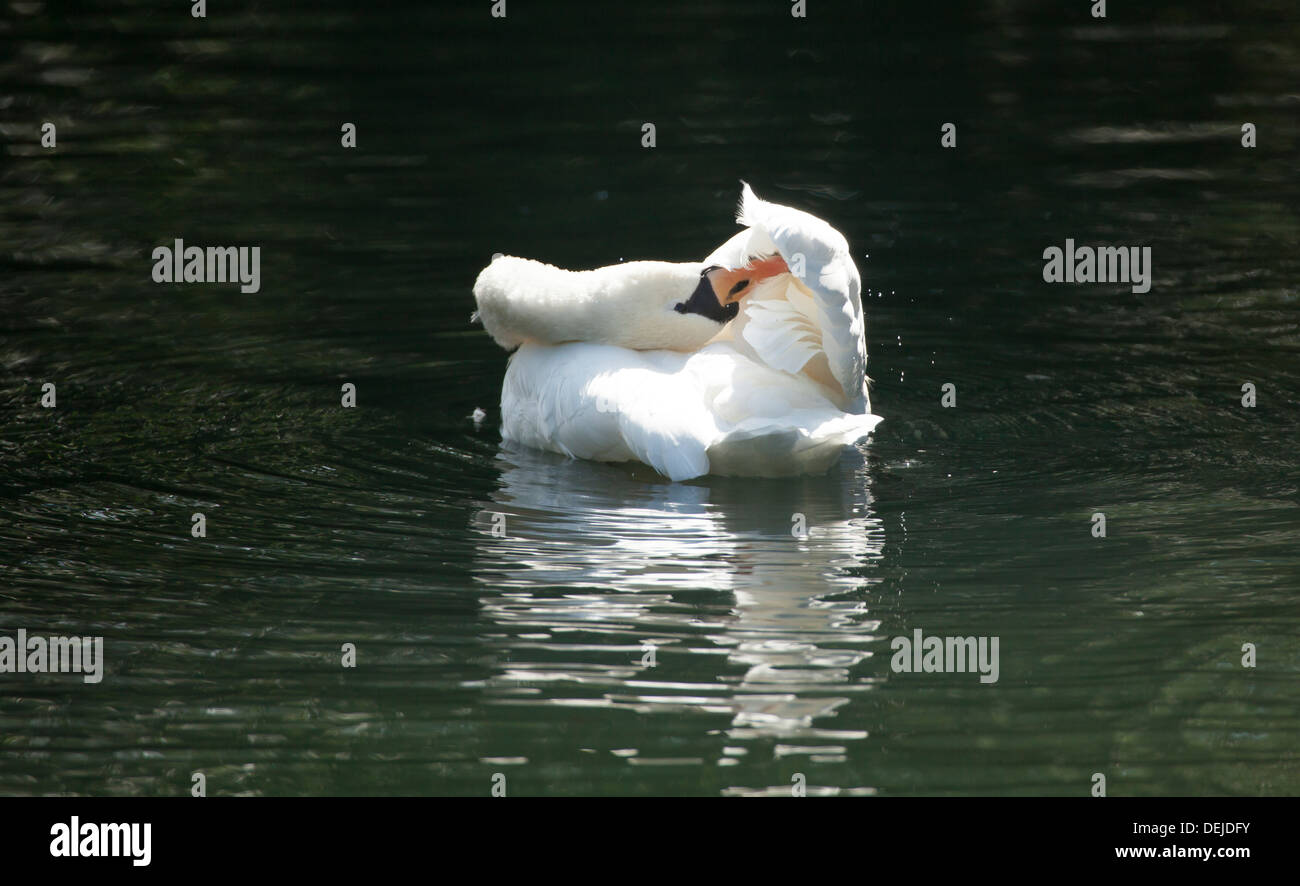 Mute swan preening on the water Stock Photo