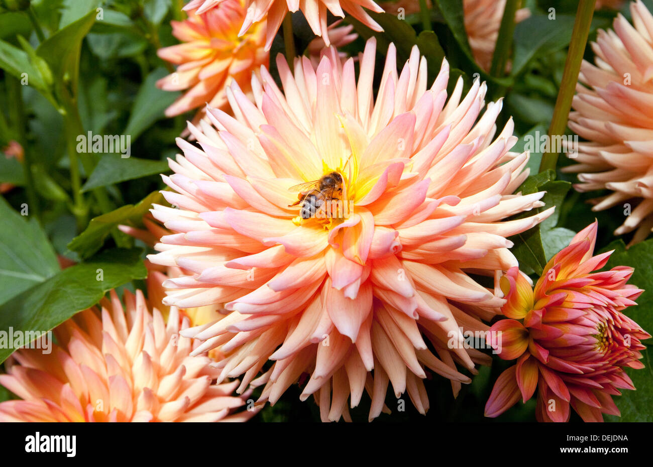 Honey Bee on dahlia flower, , UK Stock Photo