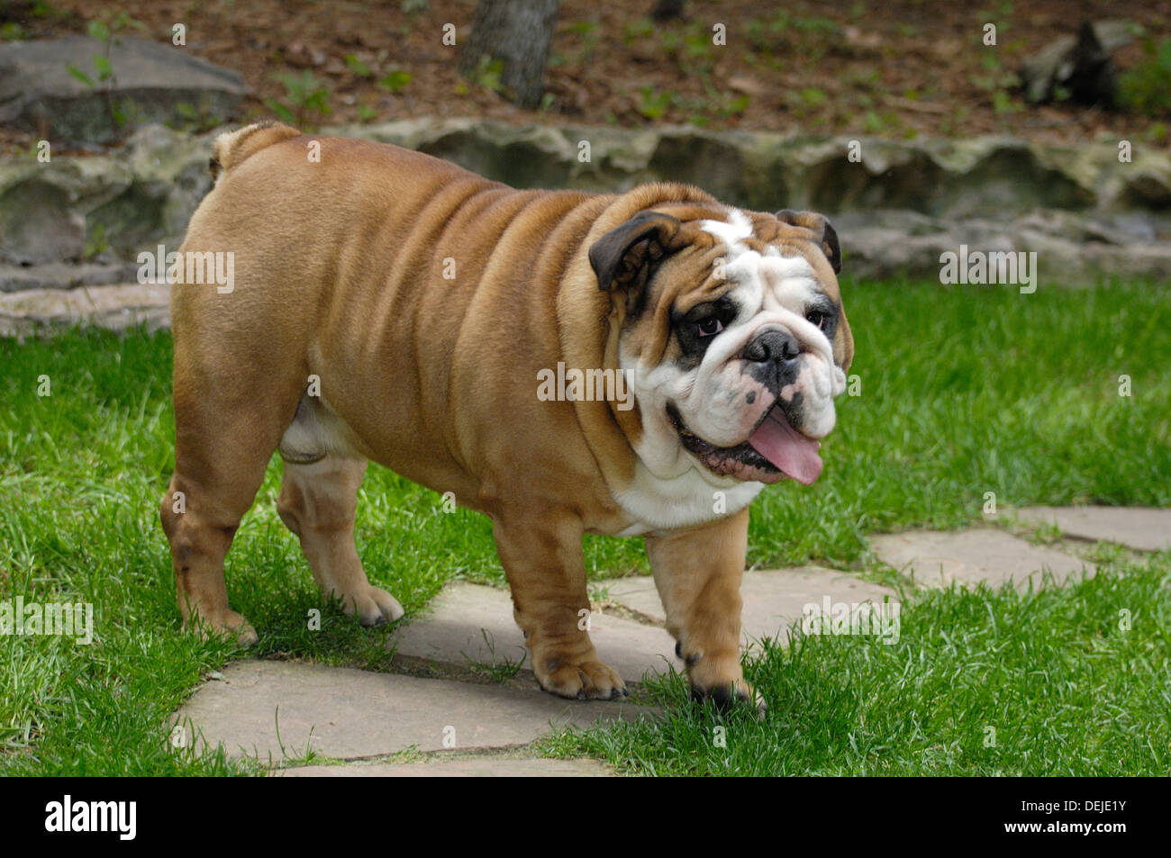 English bulldog standing in grass Stock Photo