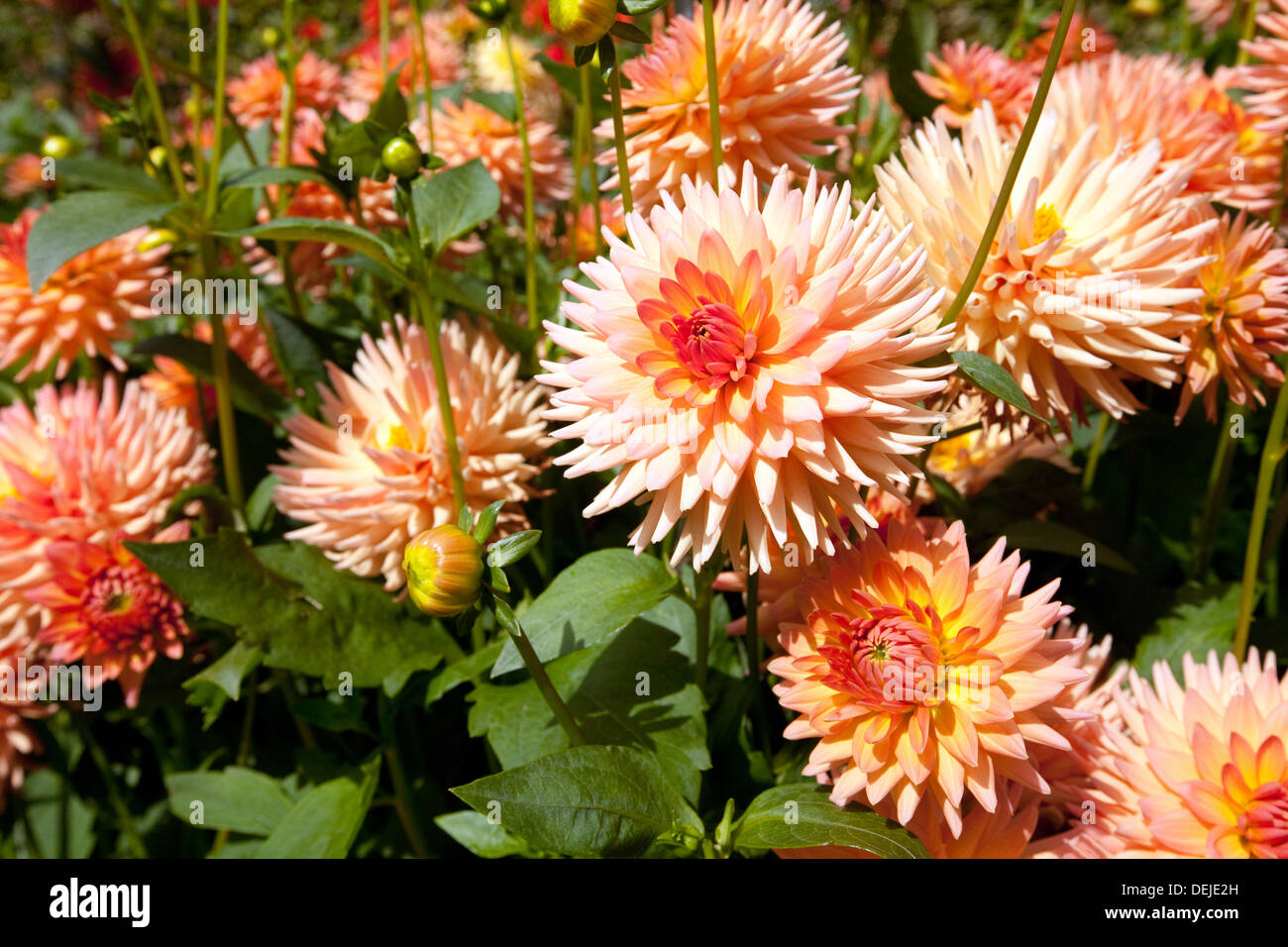 Dahlia, Dahlias, variety: So Dainty,  UK Stock Photo