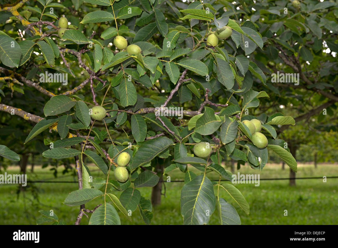 Walnuts in fruit on trees, Sainte-Foy-la-Grande, Gironde, France Stock Photo