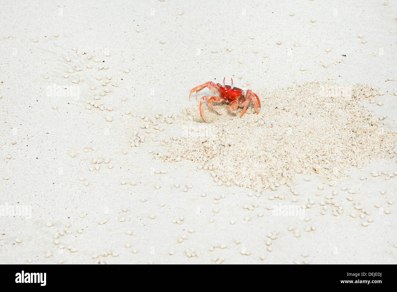 Ghost crab (Ocypode Gaudichaudii), San Cristobal Island, Galapagos Stock Photo