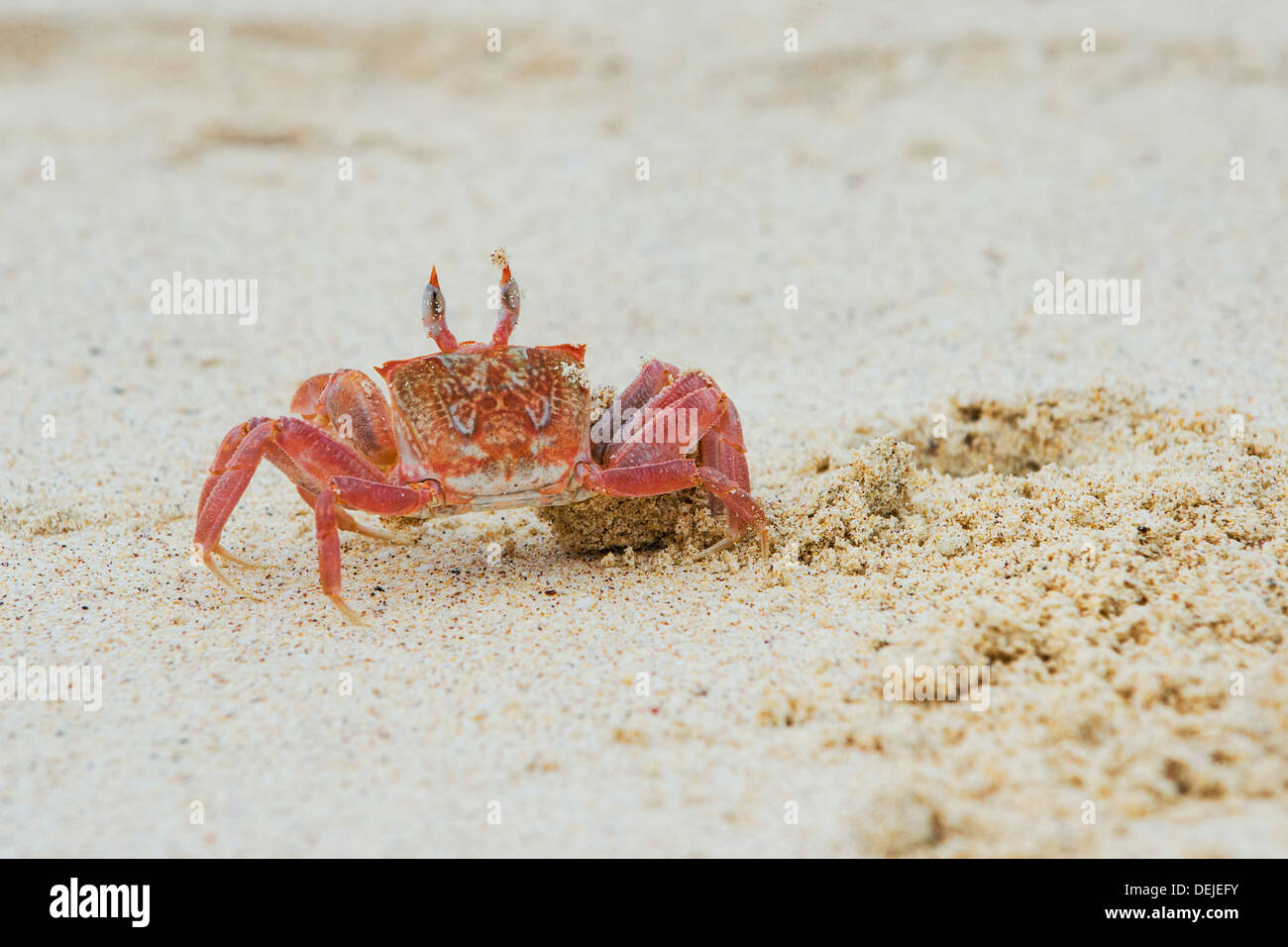 Ghost crab (Ocypode Gaudichaudii) Stock Photo