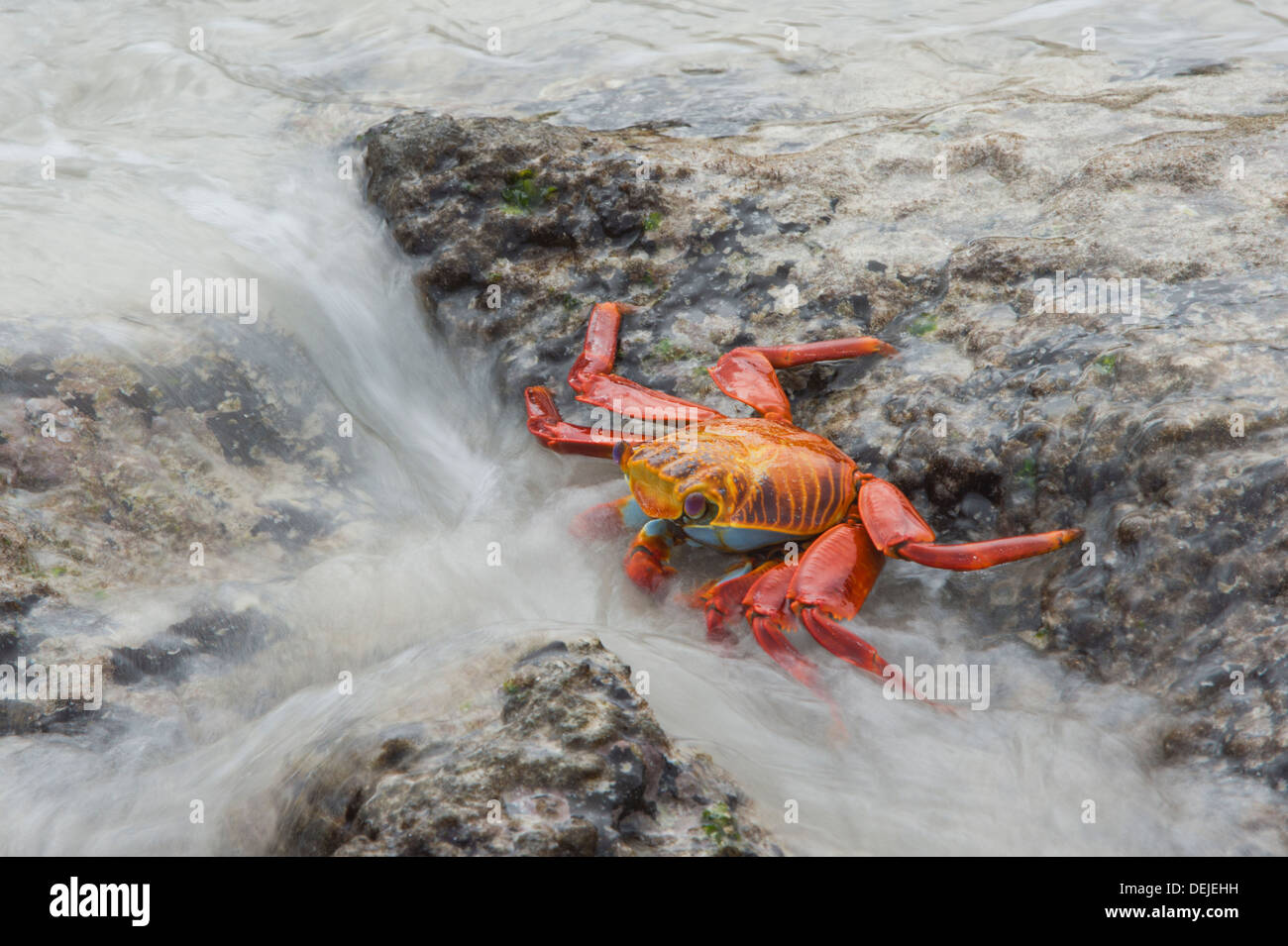 Sally Lightfoot crab (Grapsus grapsus) Stock Photo