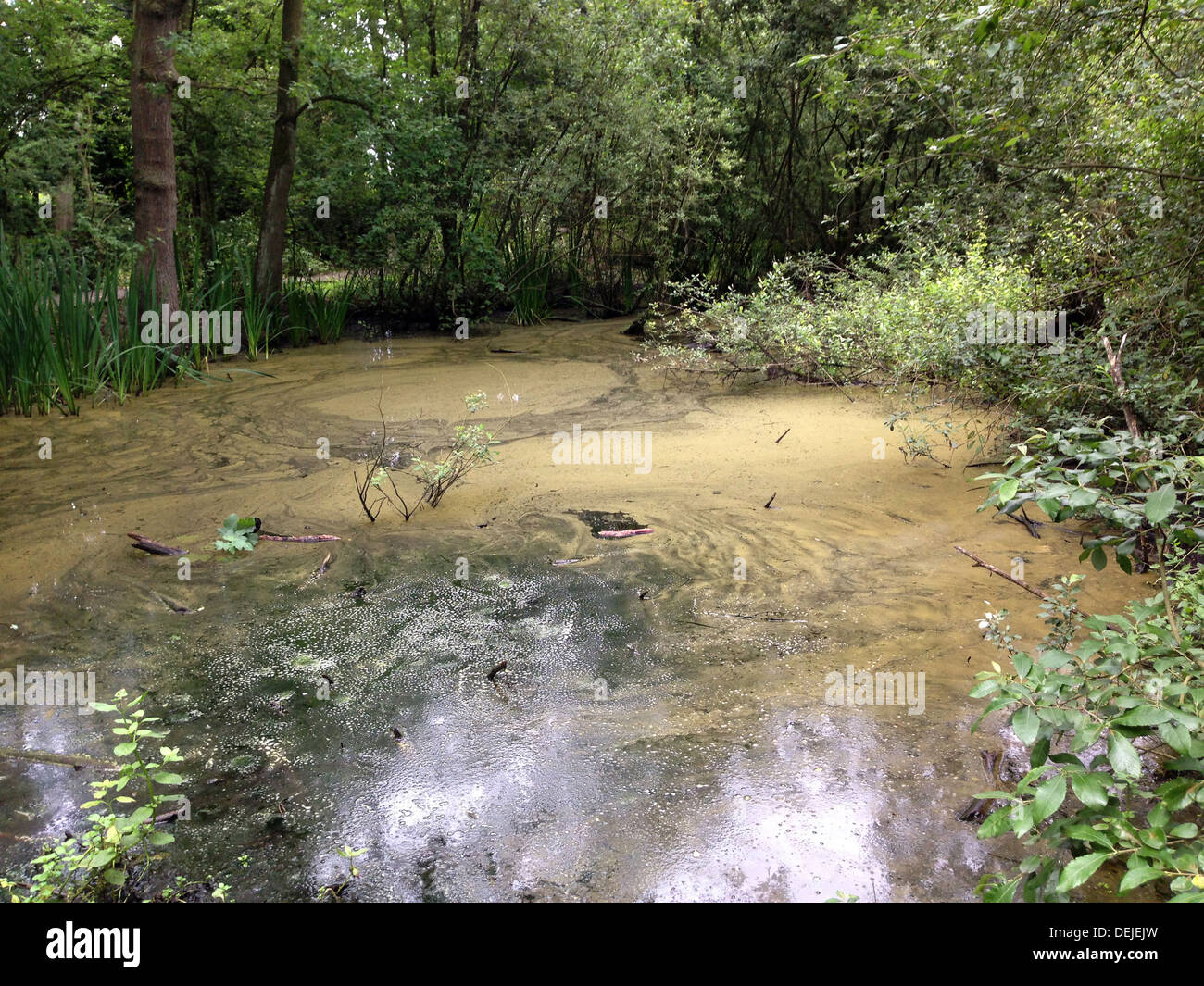 Muddy still pond Stock Photo Alamy