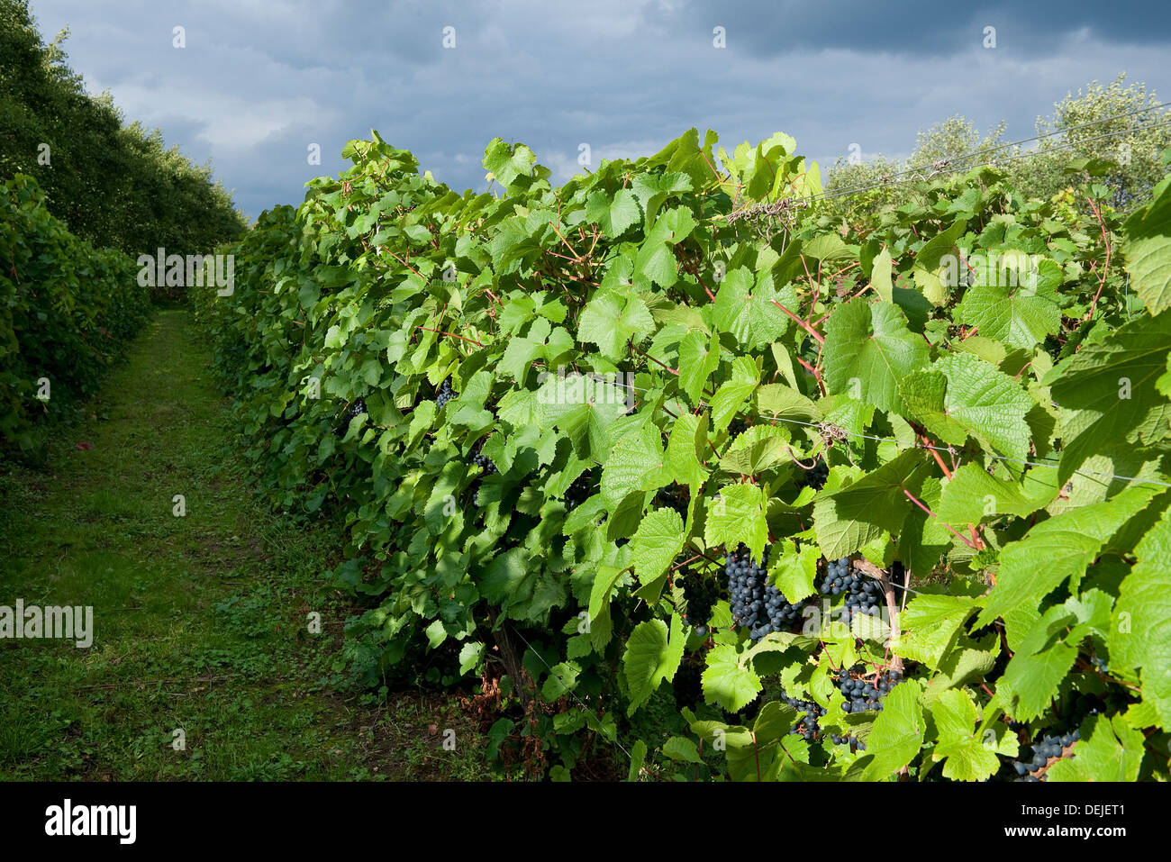 grape vines in vineyard, essex, england Stock Photo