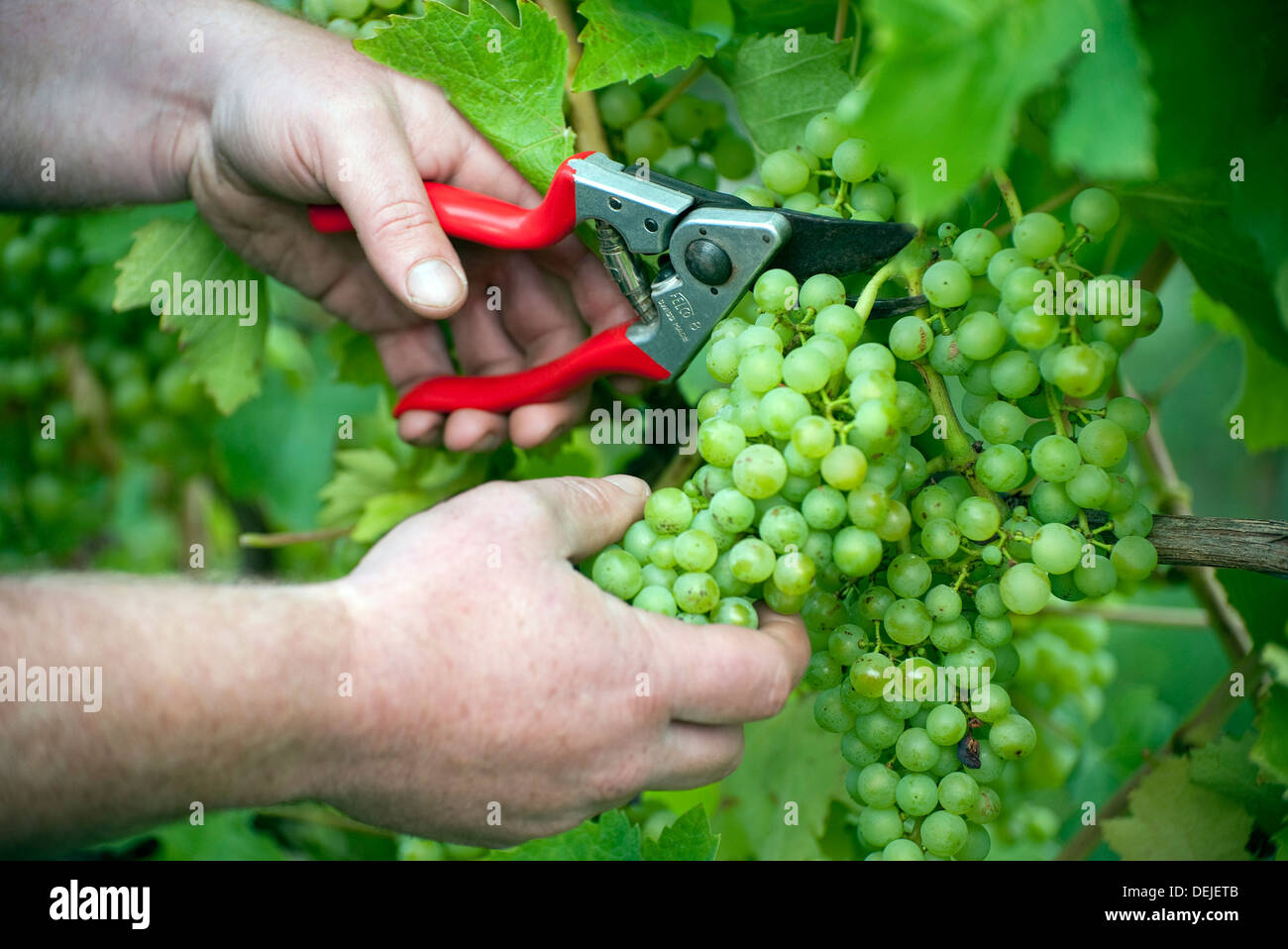 person cutting green grapes on grape vine, essex, england Stock Photo