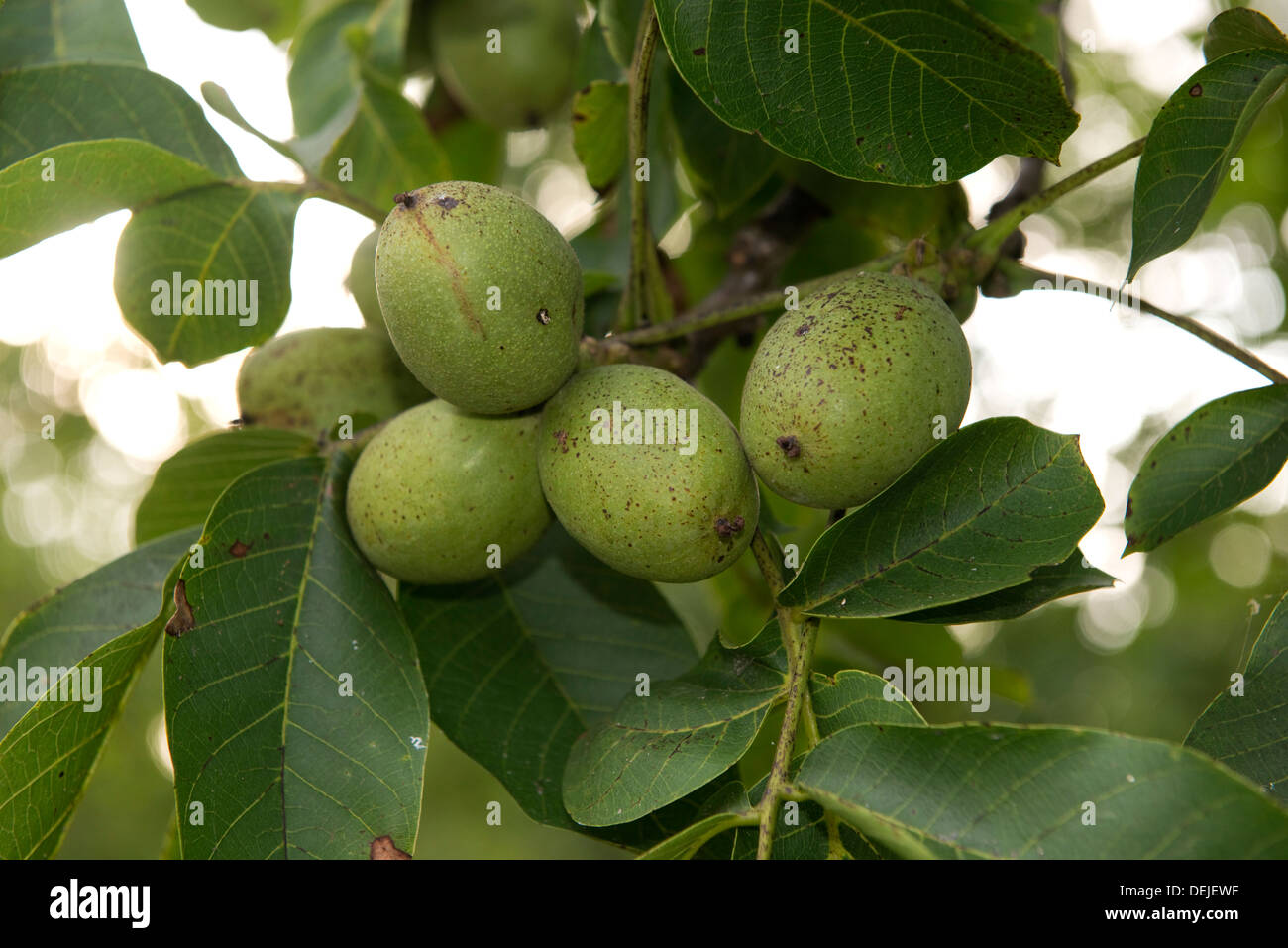 Walnuts in fruit on trees, Sainte-Foy-la-Grande, Gironde, France Stock Photo