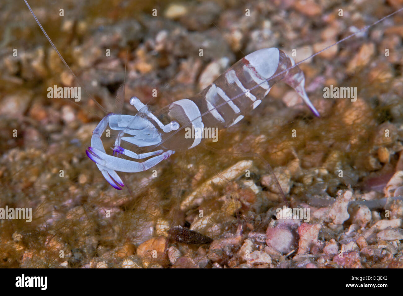 Magnificent anemone shrimp, Periclimenes magnificus). Stock Photo