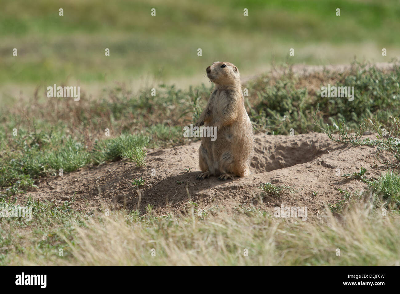 Photograph of a white-tailed prairie dog in its natural habitat of the northern plains of the United States. Stock Photo