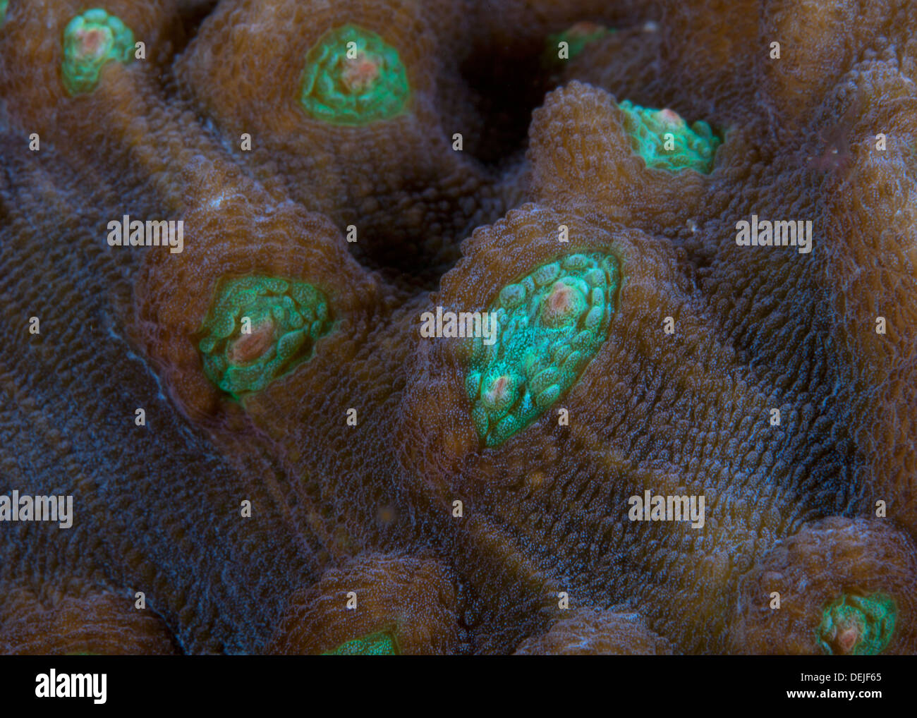 Detail image of hard coral polyp, Favia sp. Stock Photo