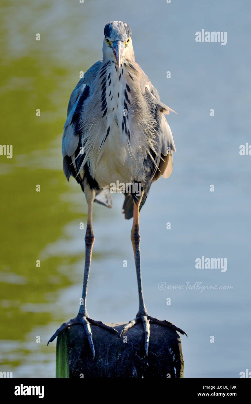 Perched Heron staring directly into camera Stock Photo