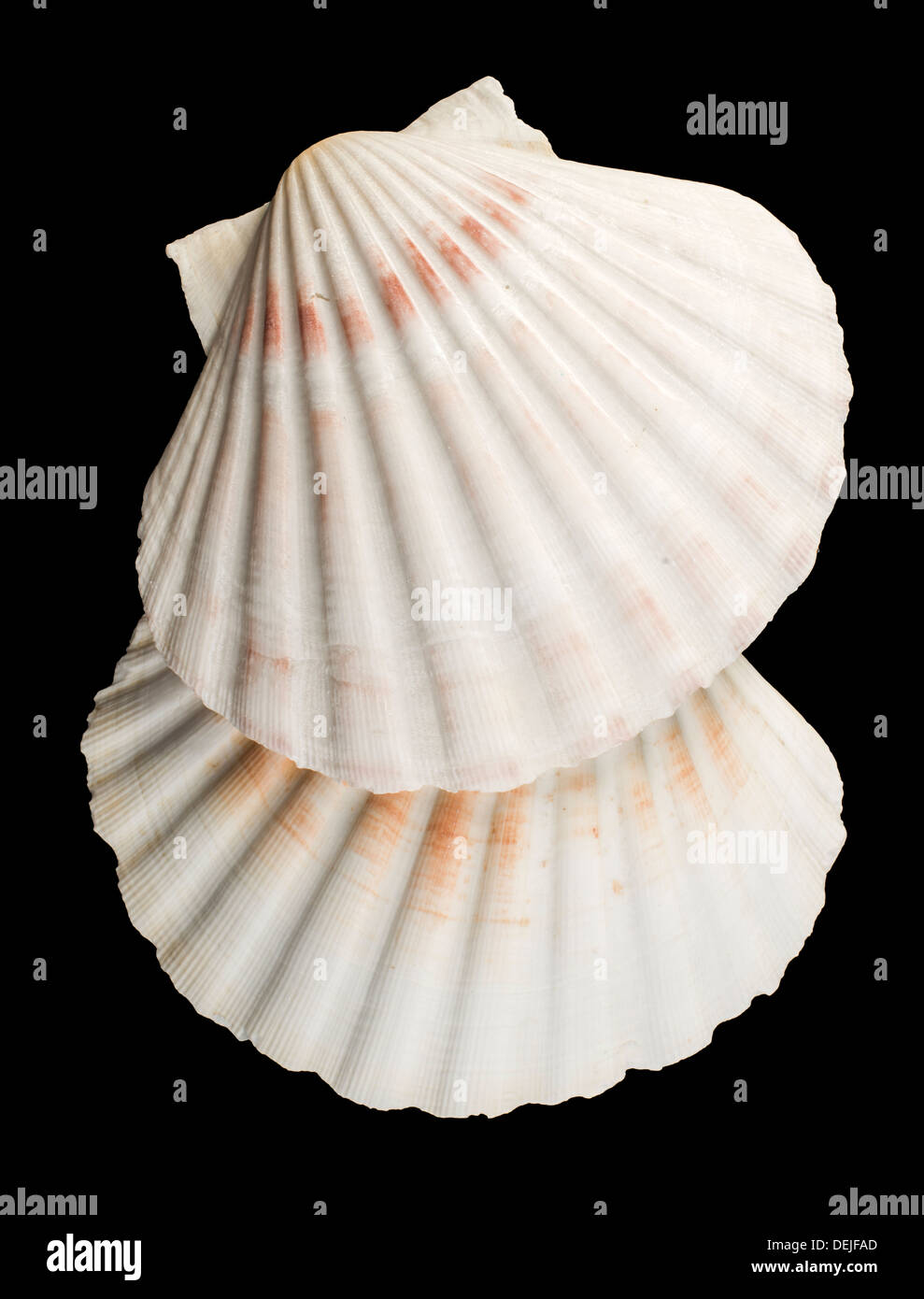 Scallop shell. Black isolated Stock Photo