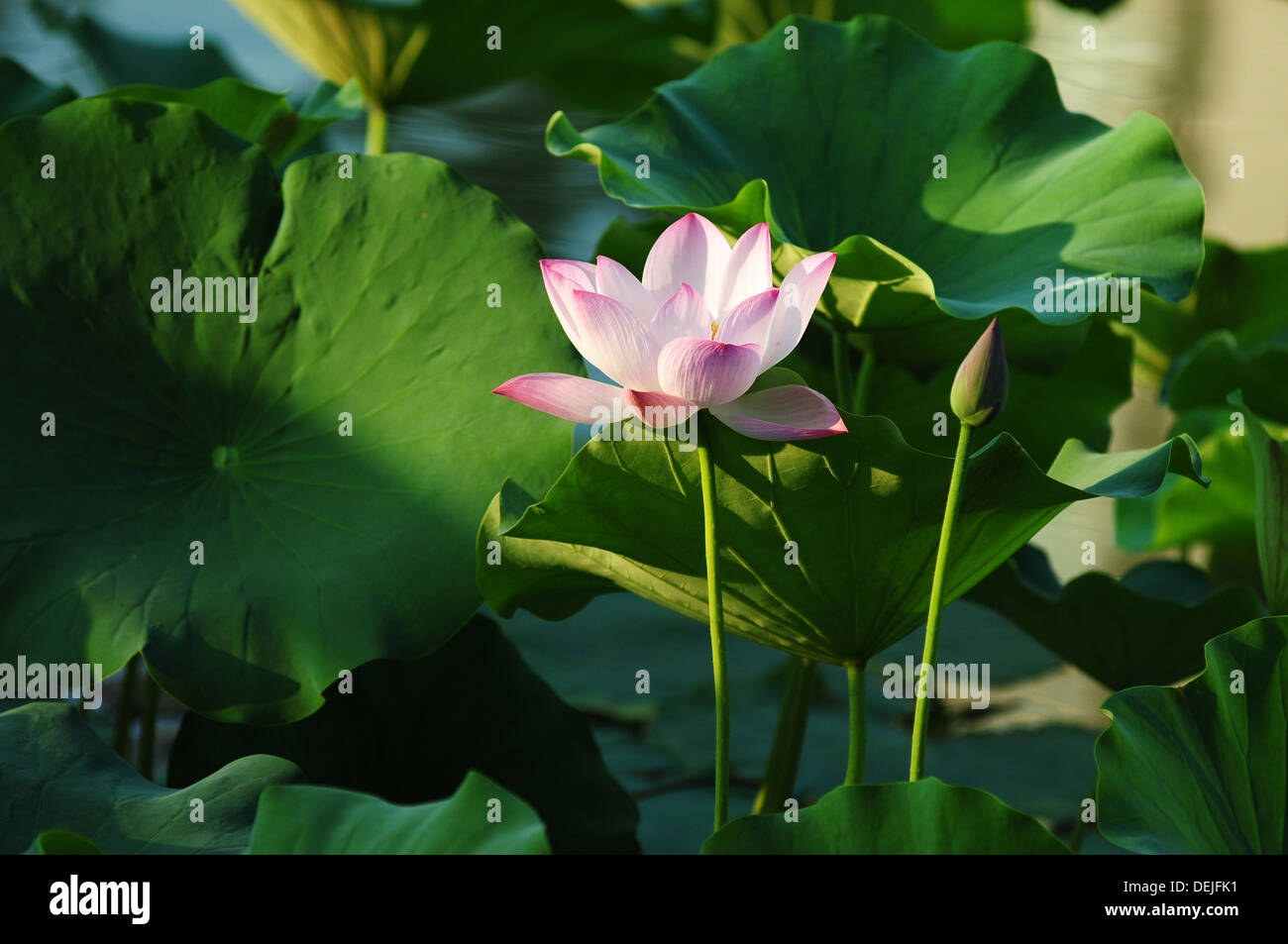 Blooming lotus flower in a pond Stock Photo Alamy