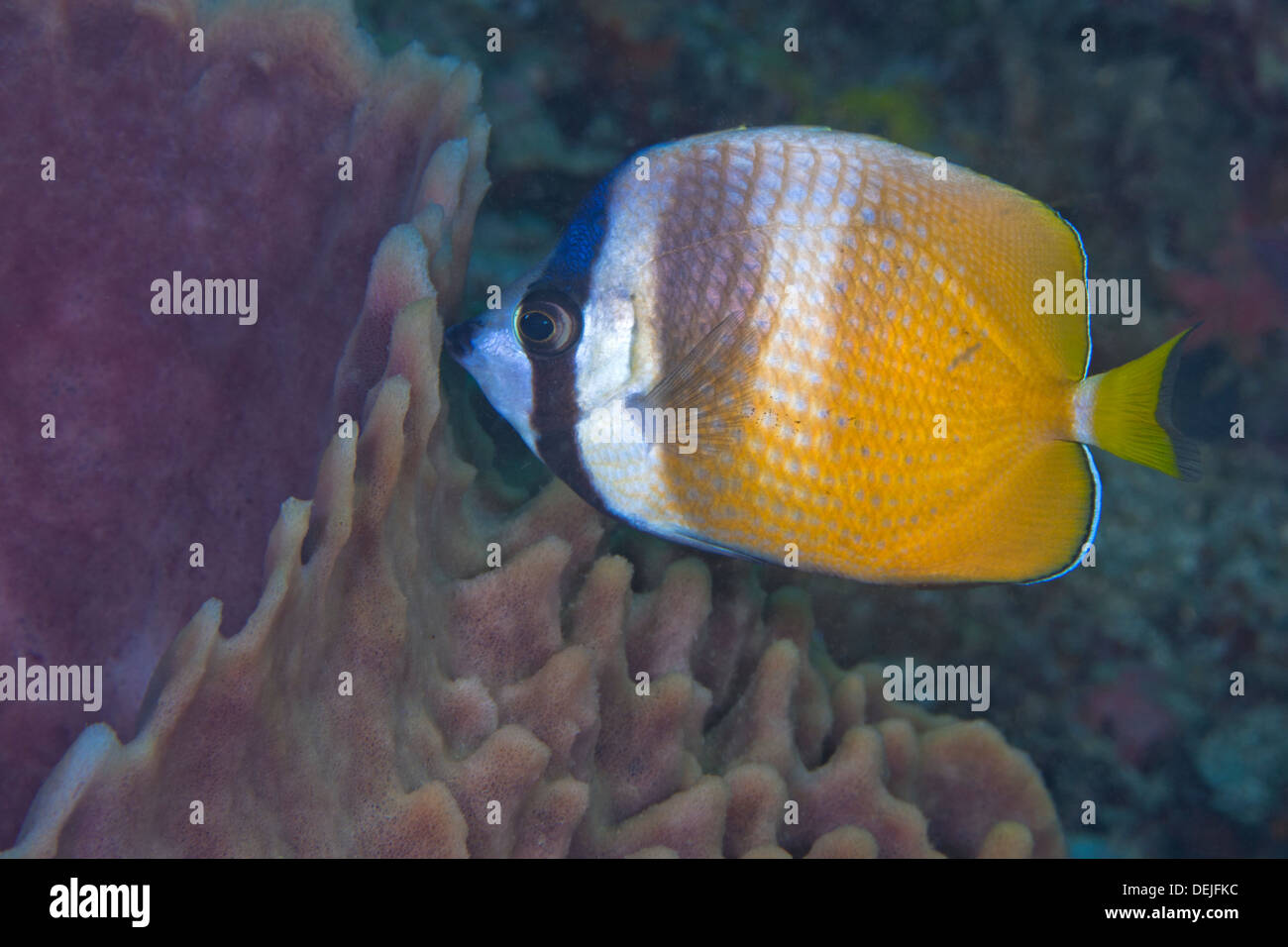 Sunburst butterflyfish, Chaetodon kleinii, and barrel sponge, Xestospongia muta. Puerto Galera, Philippines Stock Photo