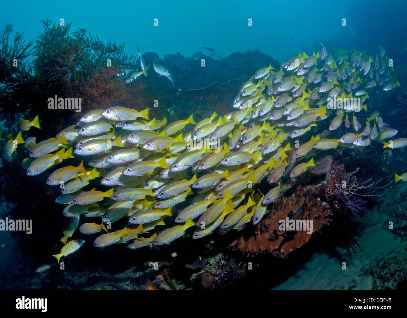 A school of yellow-tail and blue-striped snapper trailing through coral reef in Raja Ampat, Indonesia. Stock Photo